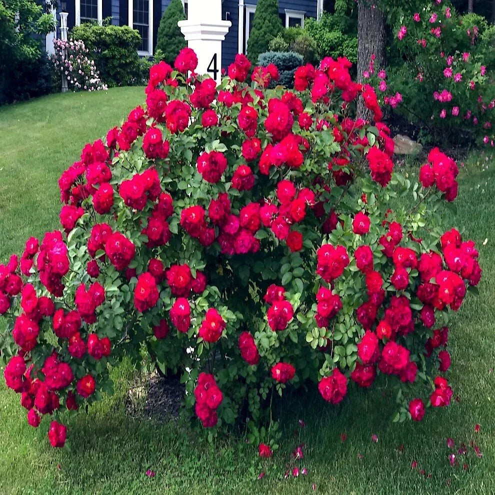 Japanese Red Rose Bush Seeds | Rosa Rugosa Rubra | Hardy Flower Seeds for Garden | Non-GMO, Fragrant Blooms
