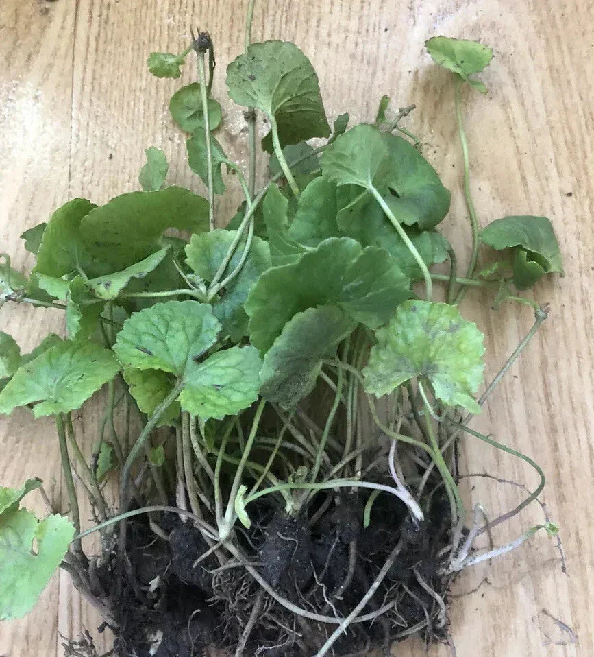 Pennywort Gotu Kola Live Plant - 10 Pieces Bare Root - Centella asiatica - Easy to Grow Ground Cover for Gardens & Hydroponics