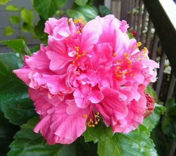 Tropical Hibiscus Starter Plant - Pride of Hankins Pink - Triple Blooms - Hibiscus rosa-sinensis - Easy Care Flowering Plant