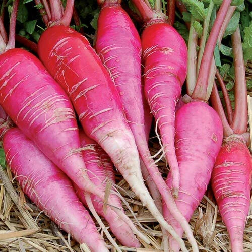China Rose Radish Seeds 250 Ct - Microgreen - Raphanus sativus - Fast Sprouting, Non-GMO, Nutrient-Rich, USA