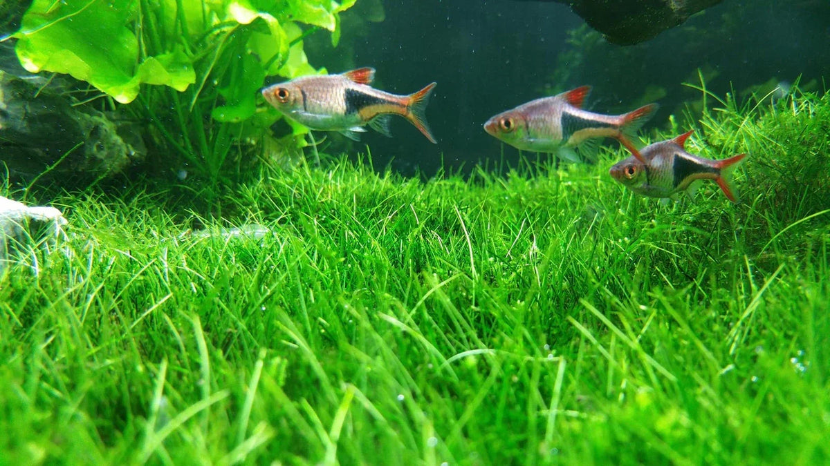 Aquarium Water Grass Seeds | 100+ Seeds | Lush Greenery for Fish Tank | Eleocharis spp.