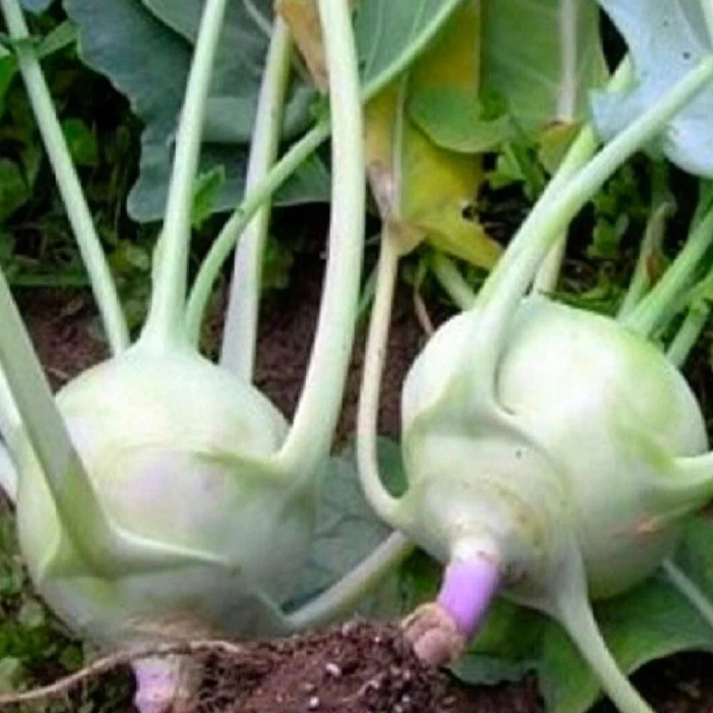 Kohlrabi Seeds - Early White Vienna - Non-GMO Heirloom - Brassica oleracea - Fast-Growing, Nutritious Vegetable for Garden