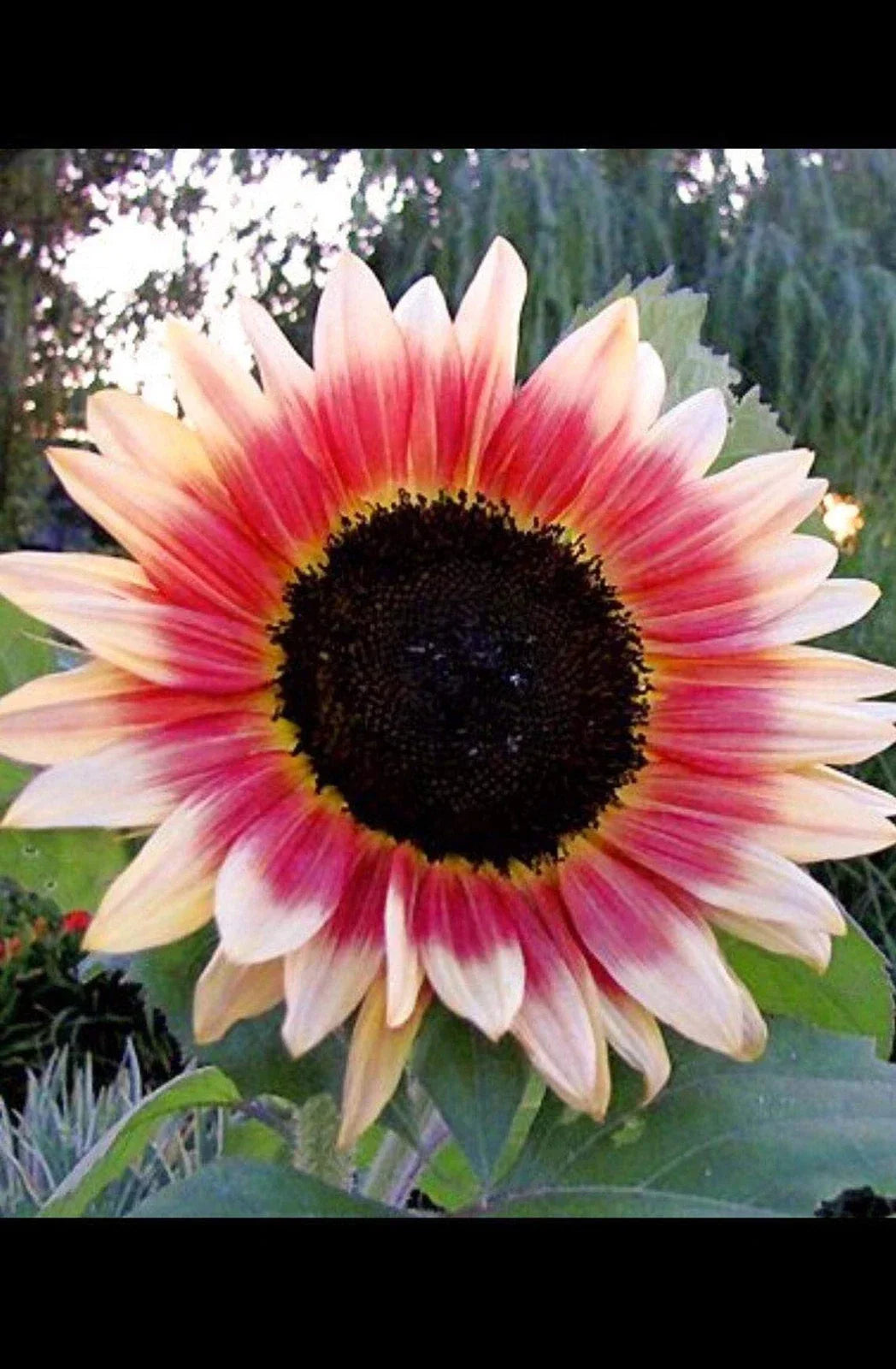 Sunflower Seeds 20 Count Strawberry Blonde Pink Helianthus Annuus - Unique Soft Petals for Garden & Pollinators
