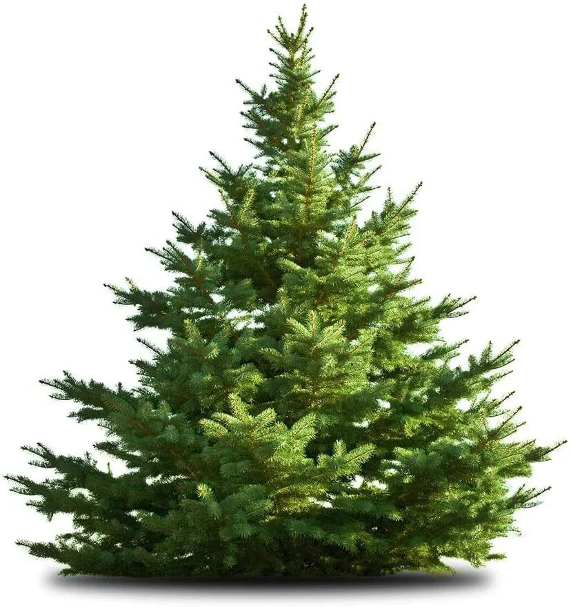 White Pine Tree Seeds - 50 Count - Pinus strobus - Fast-Growing Evergreen for Gardening & Landscaping