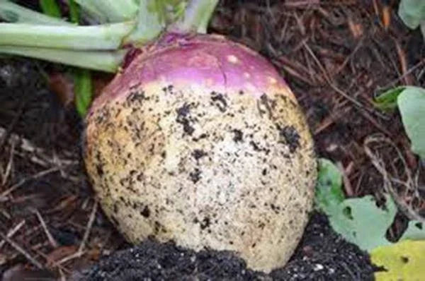 Rutabaga Seeds 500 Count, American Purple Top Heirloom, Non-GMO, Brassica napus for Home Gardeners