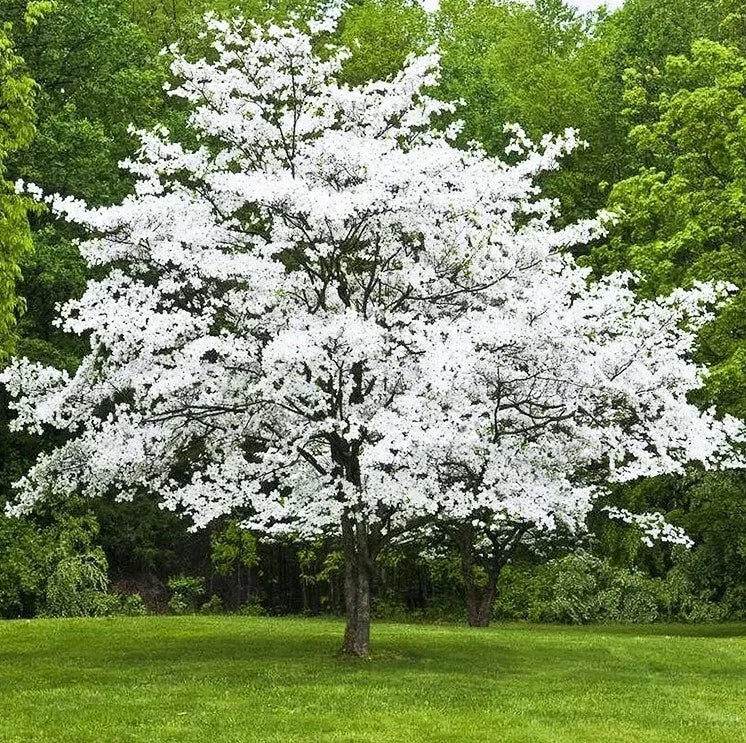 White Dogwood Tree Sapling 6-8 Inch Cornus Florida in 4 Inch Pot - Deciduous with White Flowers and Red Berries