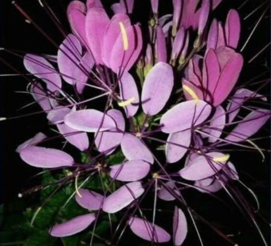 Purple Queen Spider Plant Seeds - 100 Count, Clome Spinosa, Attracts Bees, Perennial Garden Flower Seeds