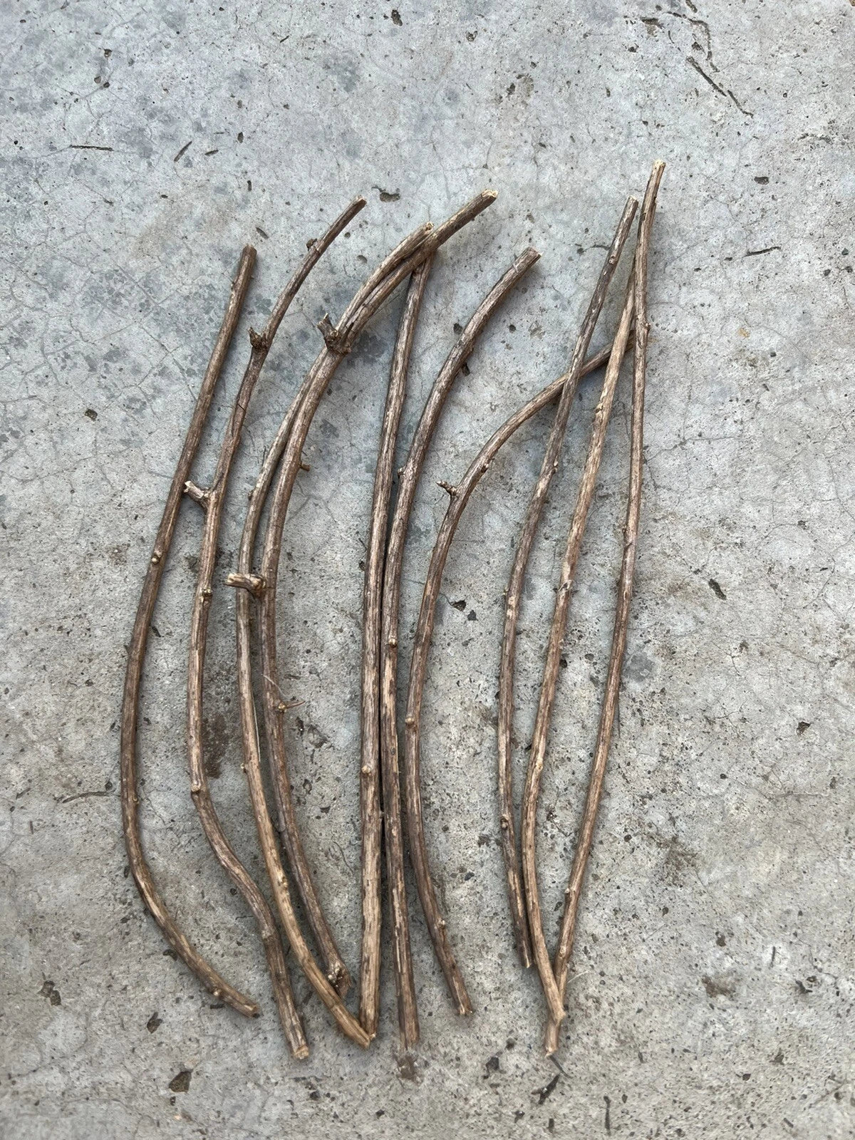 Goji Berry Cuttings 6” Fresh Sticks - Lycium barbarum - Non-Rooted - 10 High-Quality Plantable Cuttings for Home Garden