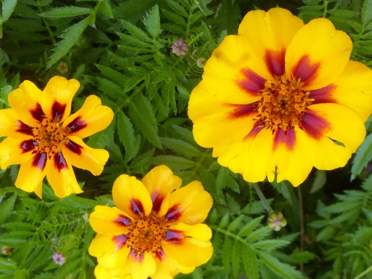 French Marigold Seeds - Dainty Marietta Variety, Attracts Butterflies & Hummingbirds, Tagetes patula, 100 Seeds Packet