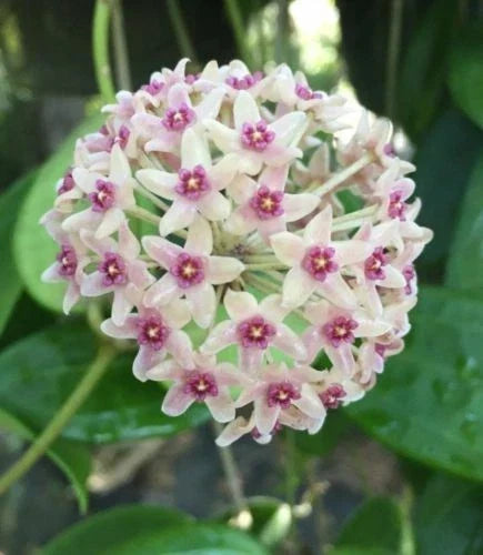 Hoya Plant 2.5" Pot - Hoya hanhiae - Rooted Indoor Houseplant for Low Maintenance Aesthetic Decor