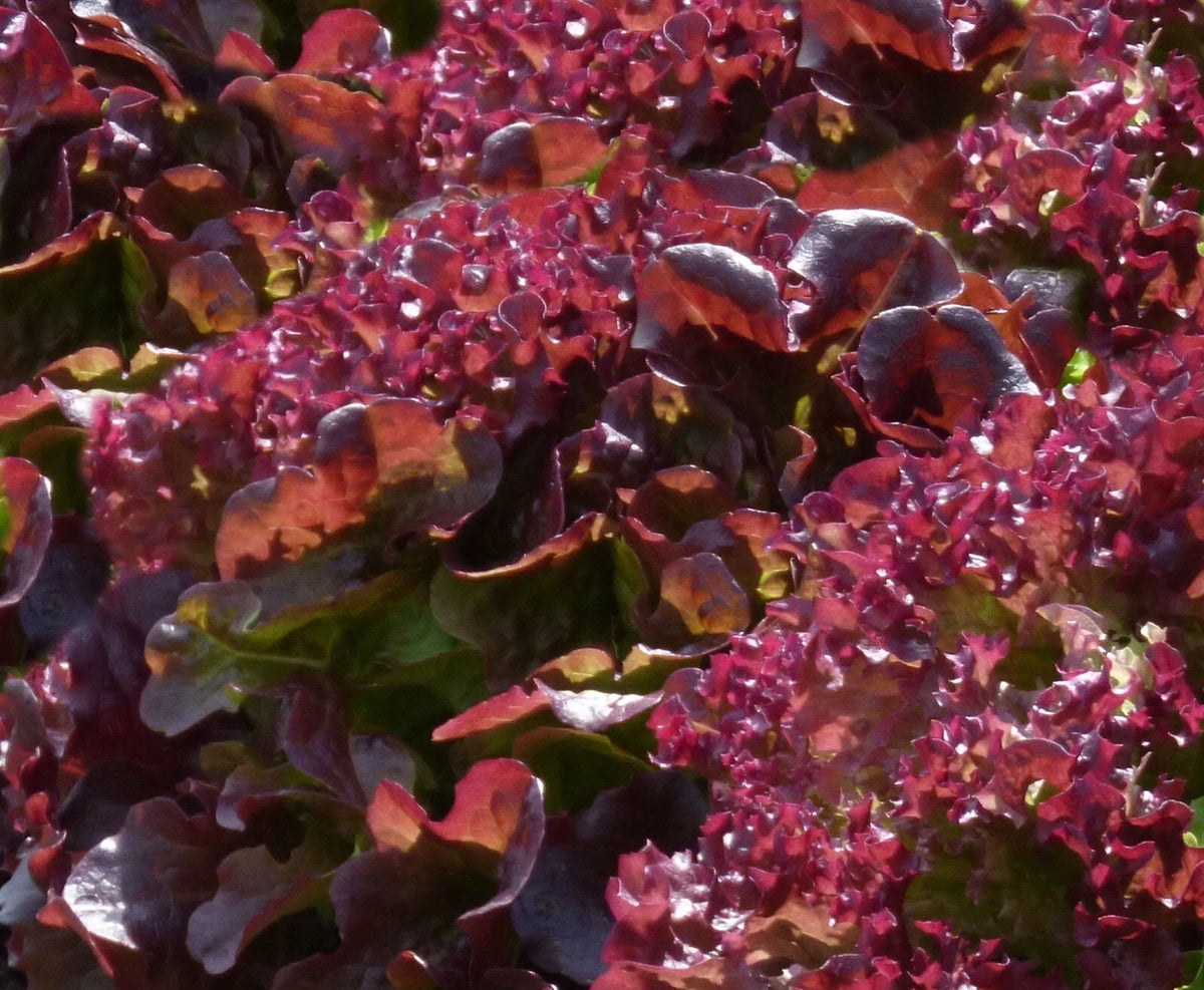 Ruby Leaf Lettuce Seeds - 50+ Seeds - Heirloom Variety - Lactuca sativa - Compact Red Leaves for Home Garden