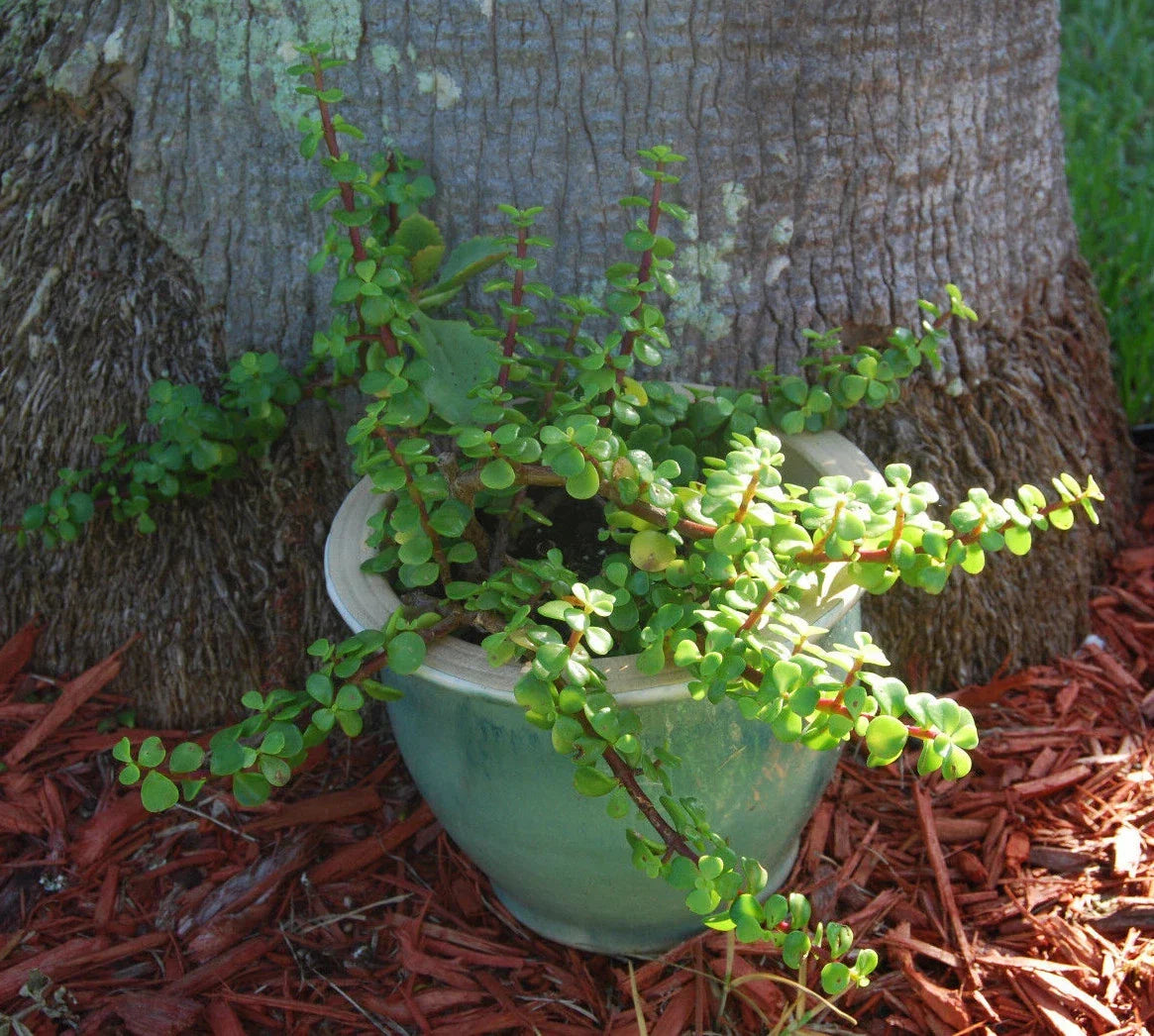 Mini Jade Tree Plant - Solid Green Elephant Bush - Portulacaria Afra - Low Maintenance Succulent for Home or Office Decor