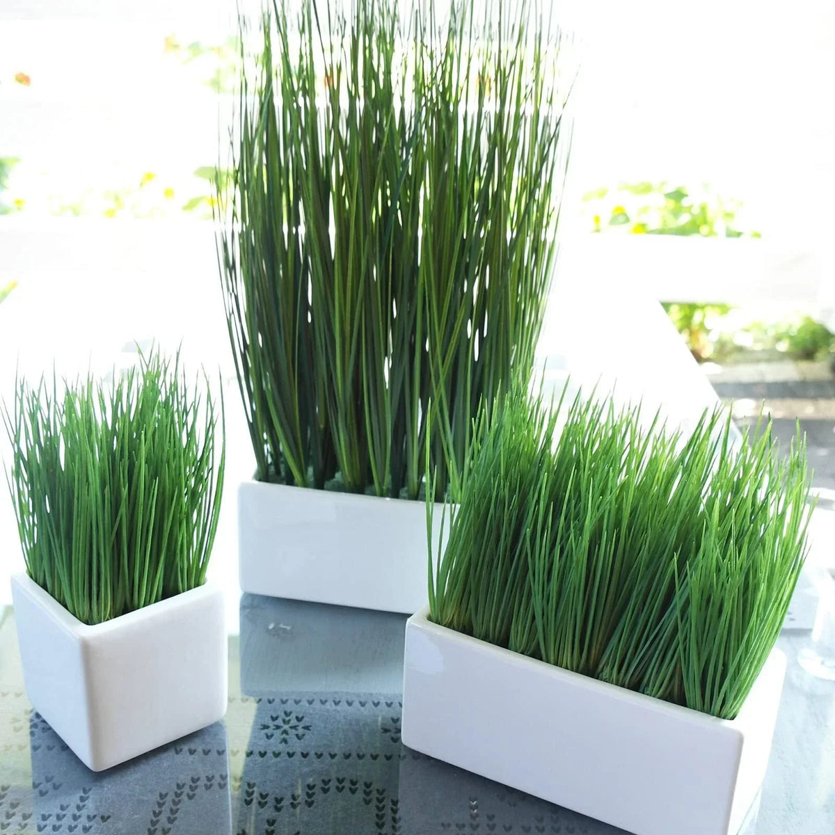 Premium Organic Cat Grass Seeds - 2000+ Count, Fast Germination 3 Days, Avena sativa, 98% Germination Rate