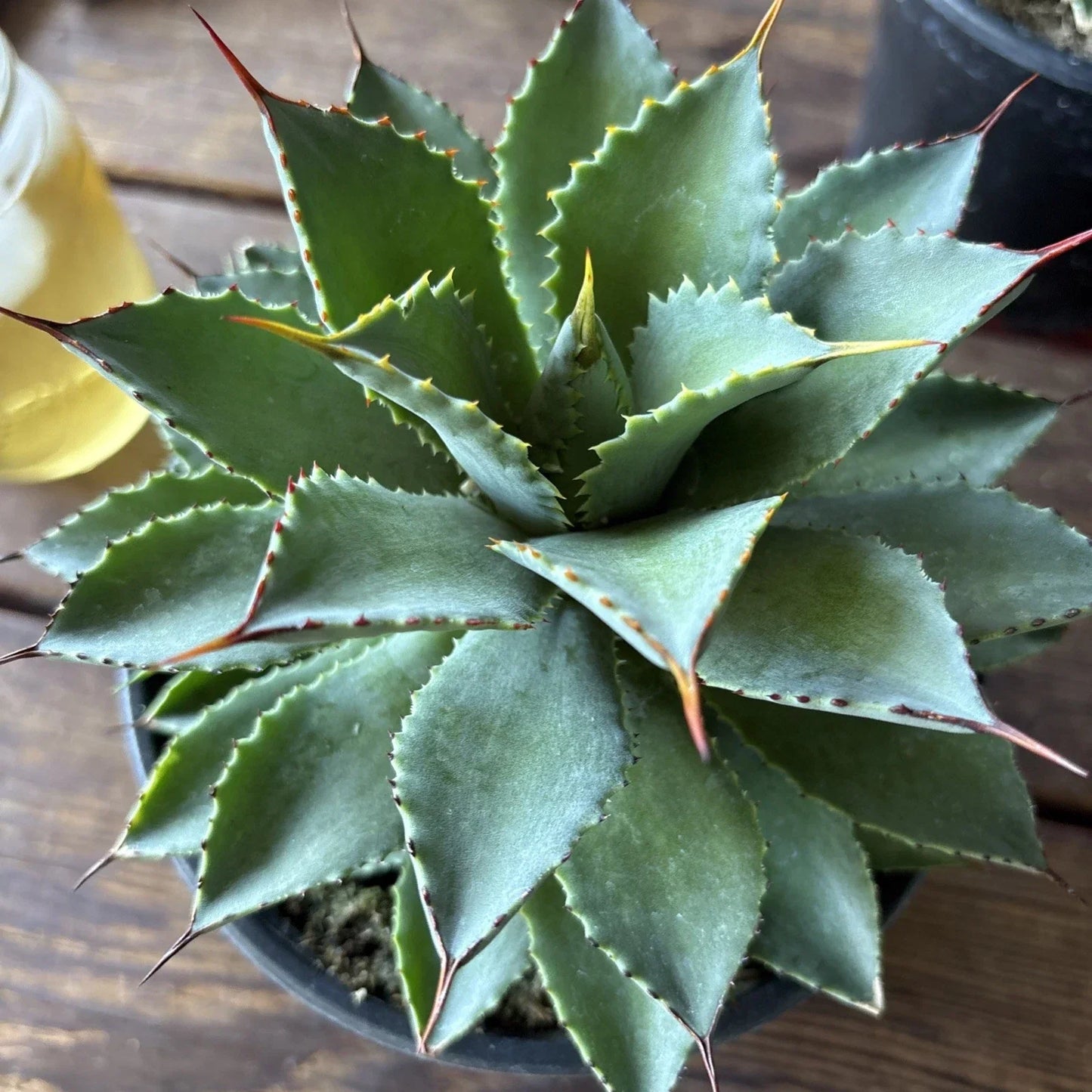 Agave Potatorum Plant, 6" Rooted Succulent, Blue-Green Leaves, Live Indoor/Outdoor Houseplant, Drought-Tolerant Agave