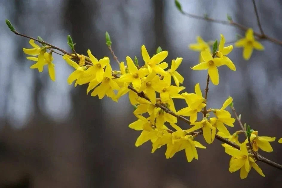 Forsythia Plant Cuttings 6-8" Fresh Unrooted (12) Forsythia x intermedia – Perfect for Gardening and Landscaping