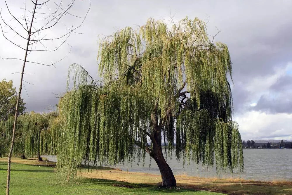 Thin Gold Weeping Willow Cuttings, Pencil Size, 32+ Pieces, Salix Babylonica - Easy to Grow for Stunning Gardens