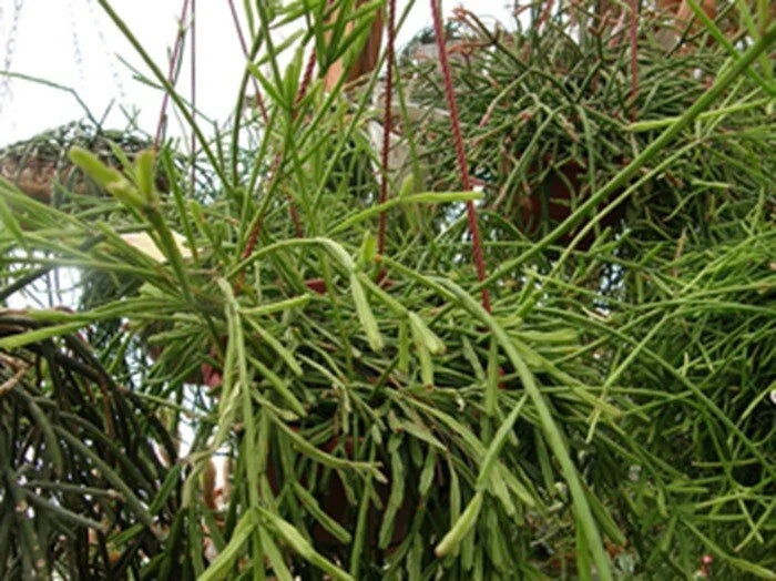 Rhipsalis Cuttings 4 Inches - Branching Cactus with Yellow/White Flowers - Rhipsalis sulcata - Five Healthy Cuttings