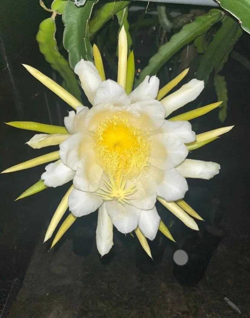 Dragon Fruit Cutting 8-12 Inches, Sweet Julie Variety, Hylocereus undatus, Easy to Grow for Home Gardeners