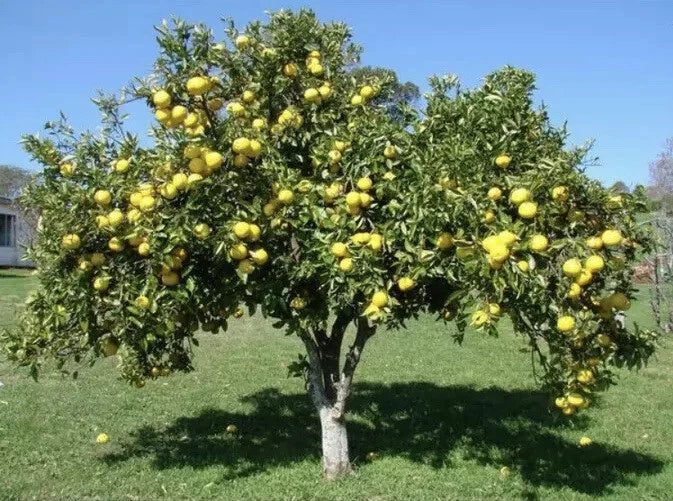 Live Plant Seedlings 7-8” White Grape Grapefruit Tree Citrus paradisi - Sweet Tangy Fruits Ideal for Container Gardening