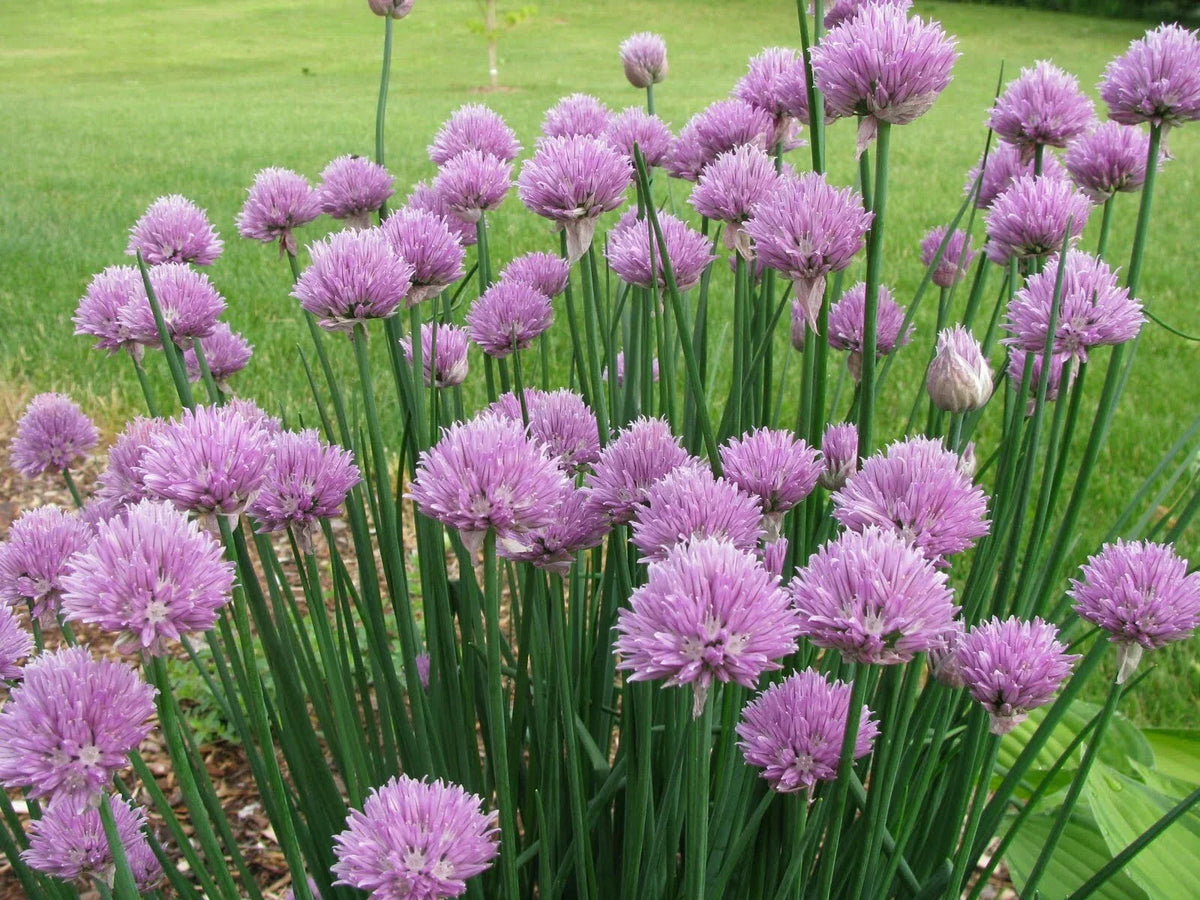 Onion Chives Seeds - 500+ Seeds - Organic Herb - Allium schoenoprasum - Culinary Garden Planting
