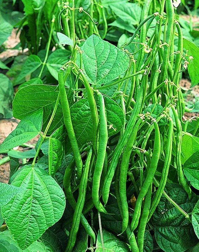 Valentino Green Bean Seeds 100+ - Dark Green Pods - Phaseolus vulgaris - Fast Maturing 55 Days - Ideal for Small Gardens