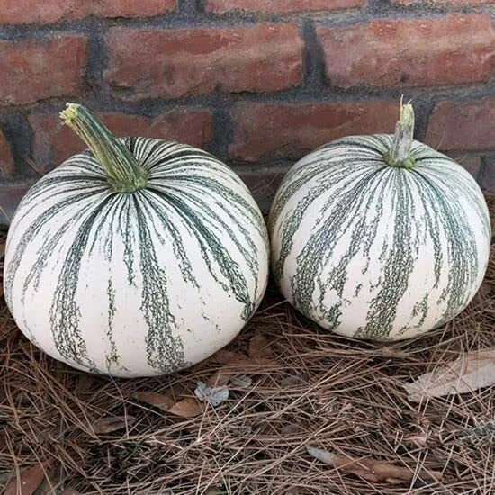 Silver Edge Pumpkin Seeds, 10 Count, Exotic Striped Squash, Cucurbita pepo - Easy to Grow for Gardeners of All Levels