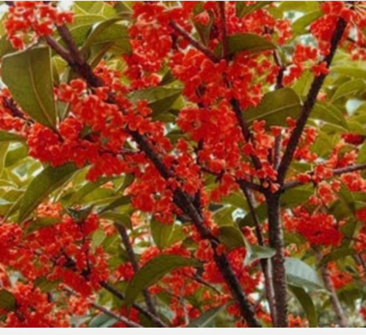 Rooted Starter Plant - Beni Kin Mokusei Red Sweet Tea Olive - Osmanthus fragrans - Fragrant Evergreen Shrub - Attractive Foliage
