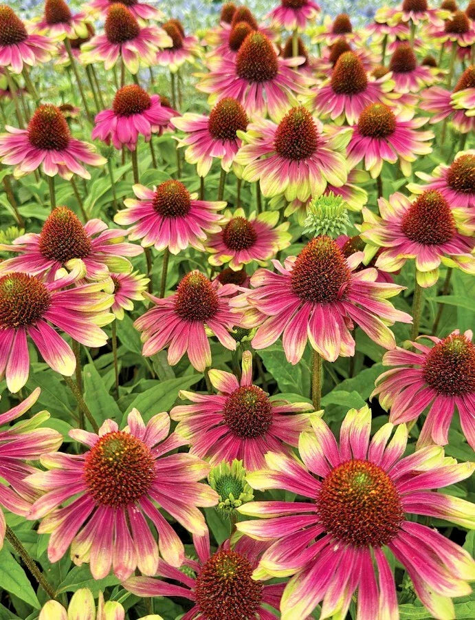 Echinacea Sweet Sandia Coneflower Starter Plant 2.25" Pot - Vibrant Pink Blooms, Pollinator-Friendly, Echinacea ‘Sweet Sandia’