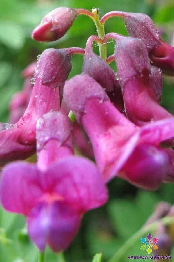 Perennial Sweet Pea Seeds - 50+ Pack - Lathyrus niger - Purple & White Flowers - USA Grown, Free Shipping