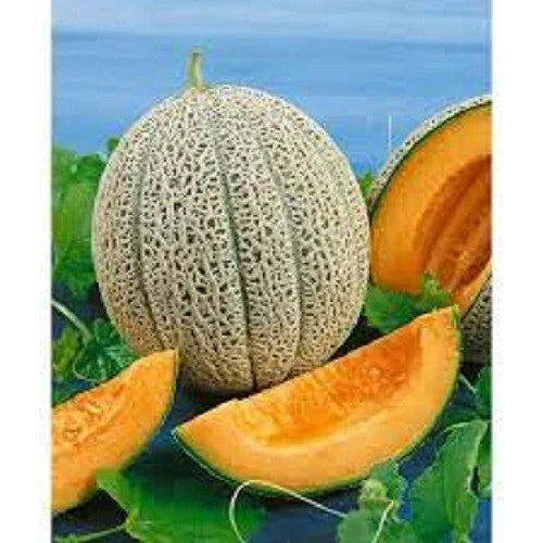 Heirloom Cantaloupe Seeds - Hale's Best Jumbo - Sweet Flavor - Cucumis melo - Non-GMO Packet for Home Gardening