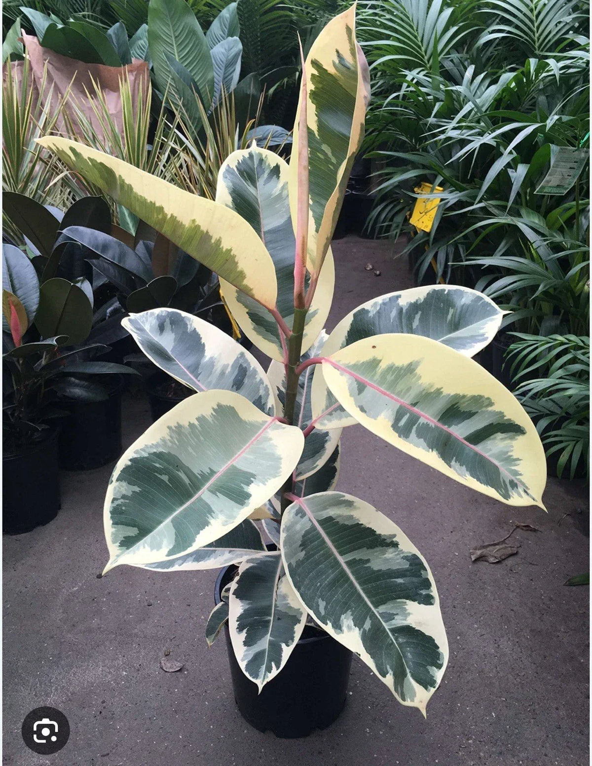 Tineke Rubber Tree Plant - Small Rooted Starter - Variegated Green & Cream - Ficus elastica - Indoor Houseplant