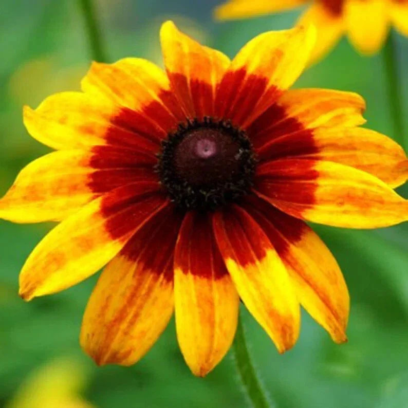 Rudbeckia Seeds - 1000 Organic Denver Daisy Seeds - Rudbeckia hirta - USA Grown, Bright Yellow & Orange Blooms, Free Shipping