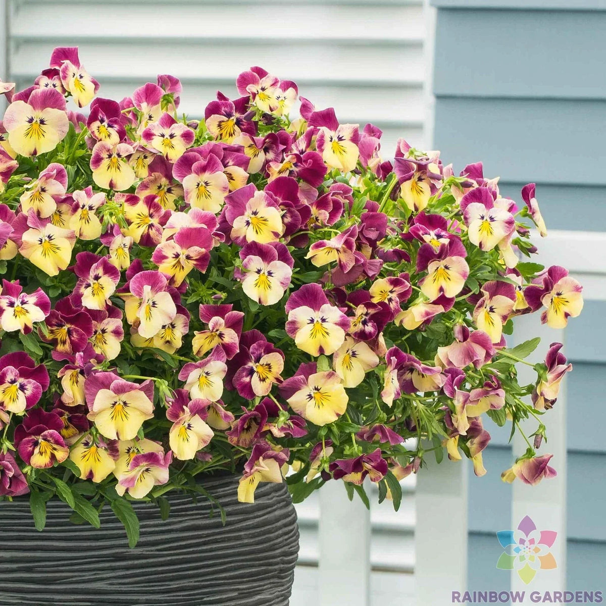 Pansy Seeds - 200+ Count - Cool Wave Strawberry Swirl - Viola tricolor var. hortensis - Vibrant Garden Flowers
