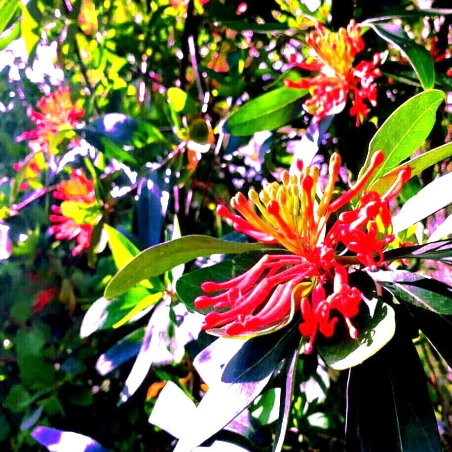 Chilean Firebush Tree Seeds - 10 Pack, Rare Flame Flower, Embothrium coccineum, Vibrant Red Flowers for Garden and Landscaping