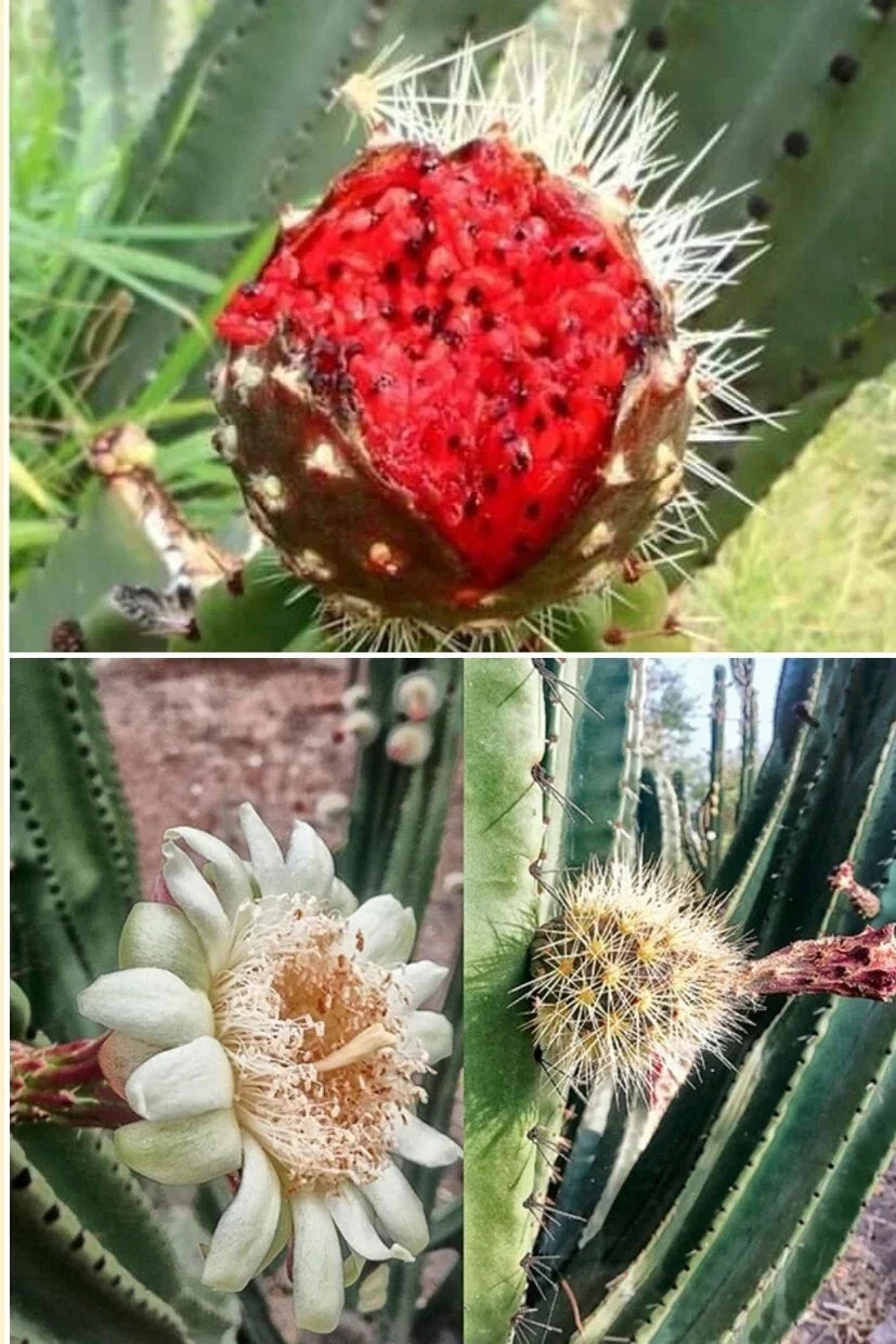 Mexican Pitaya Cactus Seeds - 20 Rare Stenocereus thurberi - Unique Organ Pipe Cactus for Indoor/Outdoor Gardening