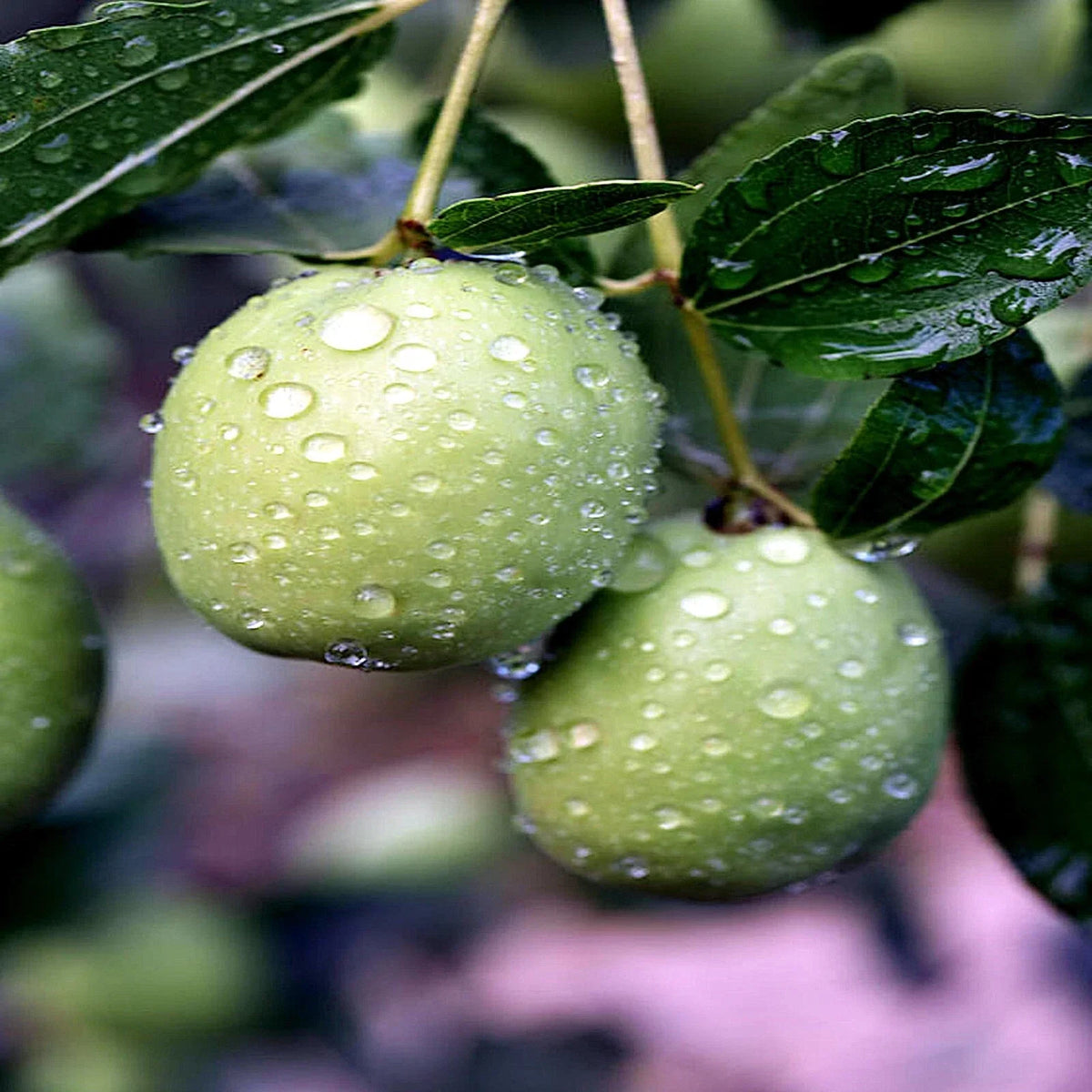 Jojoba Tree Seeds - 10 Rare Simmondsia chinensis - Medicinal Oil Plant - Drought-Resistant Goat Nut Seeds
