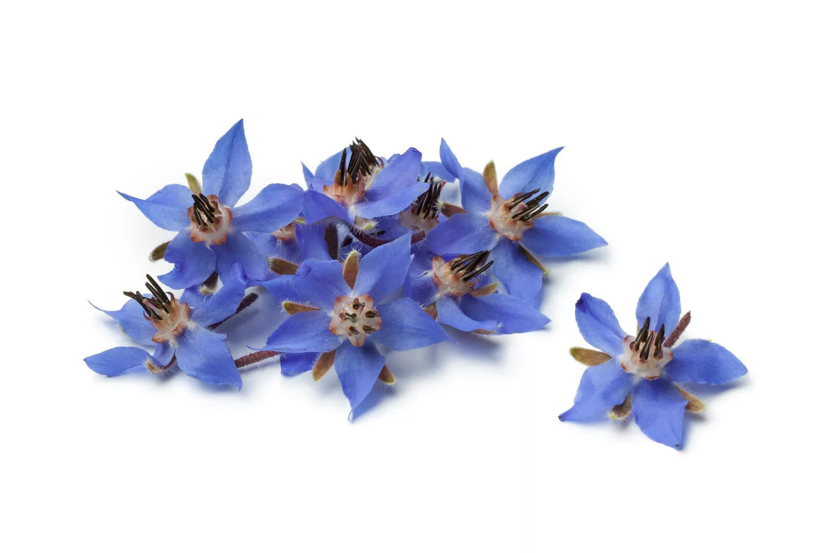 Borage Flower Seeds 75+ | Borago Officinalis | Medicinal Herb & Edible Flower for Garden Planting