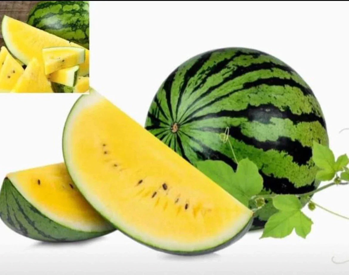 Sweet Petite Yellow Watermelon Seeds - 15+ Heirloom Non-GMO - Citrullus lanatus - Ideal for Home Gardens and Containers