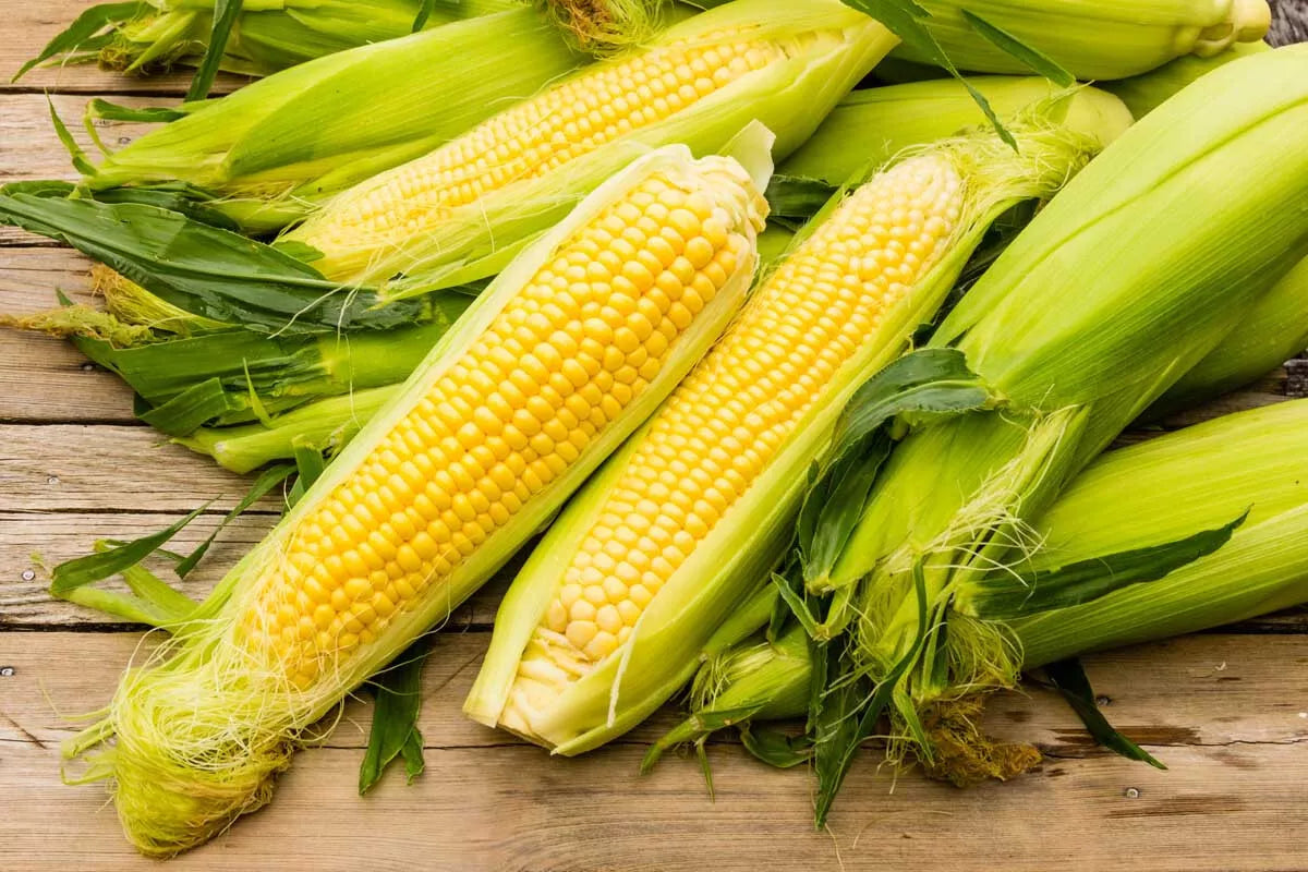 25 Seeds Sweet Iochief Yellow Corn Non-GMO Heirloom Zea mays for Home Garden