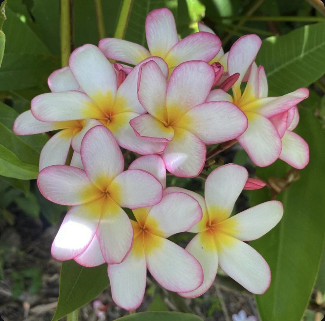 Rooted Plumeria Cutting 18" Pink Mist Plumeria obtusa - Tropical Flowering Plant for Pots and Gardens