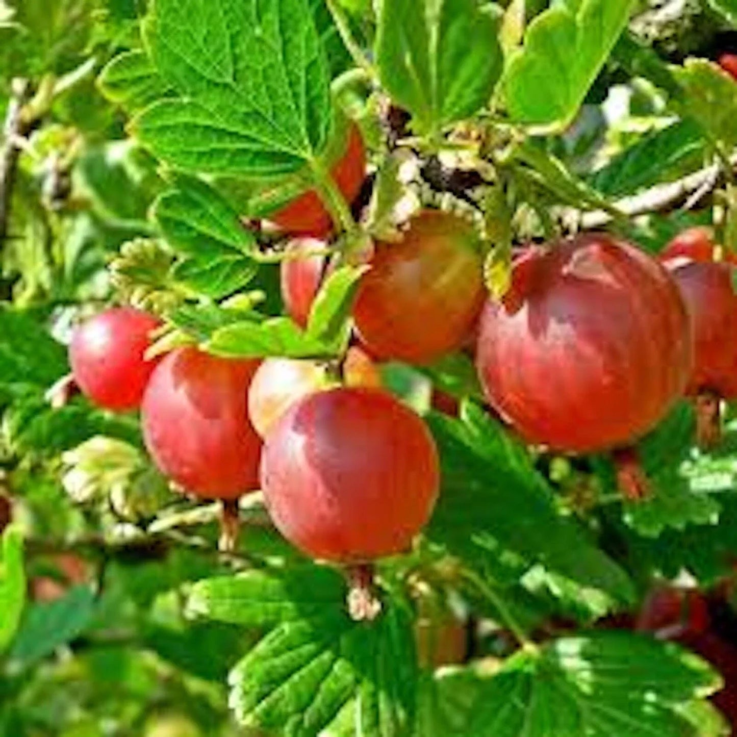 Pixwell Gooseberry Plant 2-Year-Old Ribes uva-crispa Light Green to Pink Berries, Tart Fruit for Pies, Zones 3-8