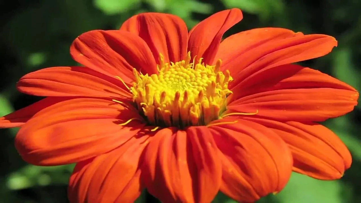 Mexican Torch Sunflower Seeds - 200+ Fresh Seeds for Pollinators - Tithonia rotundifolia - Vibrant Yellow and Red Flowers
