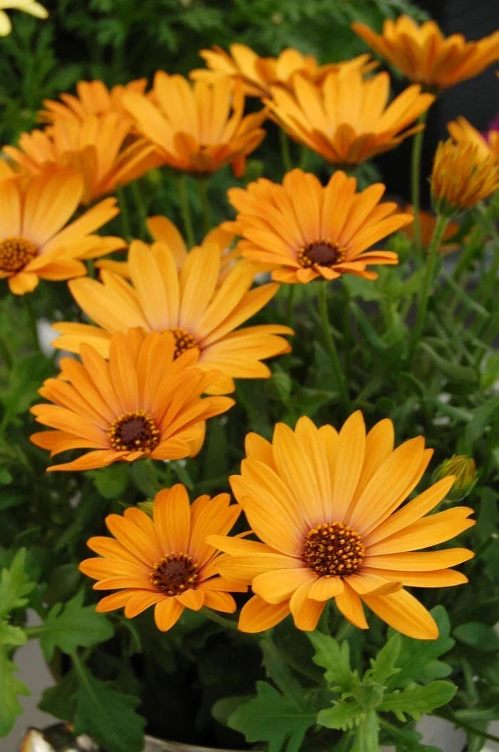 Yellow Cape Daisy Seeds - 200+ Pack - Osteospermum ecklonis - USA Grown - Non-GMO - Garden Flowers for Pollinators