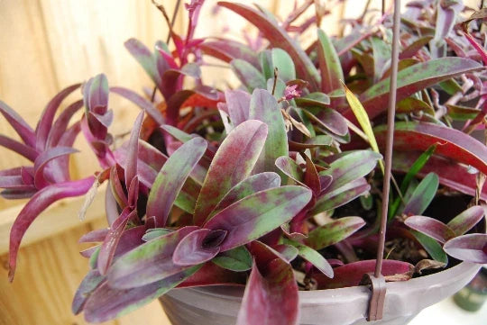 Wandering Jew Cutting - Purple Heart - Setcreasea Tradescantia Pallida Tampicana - Uncommon Indoor Plant Propagation