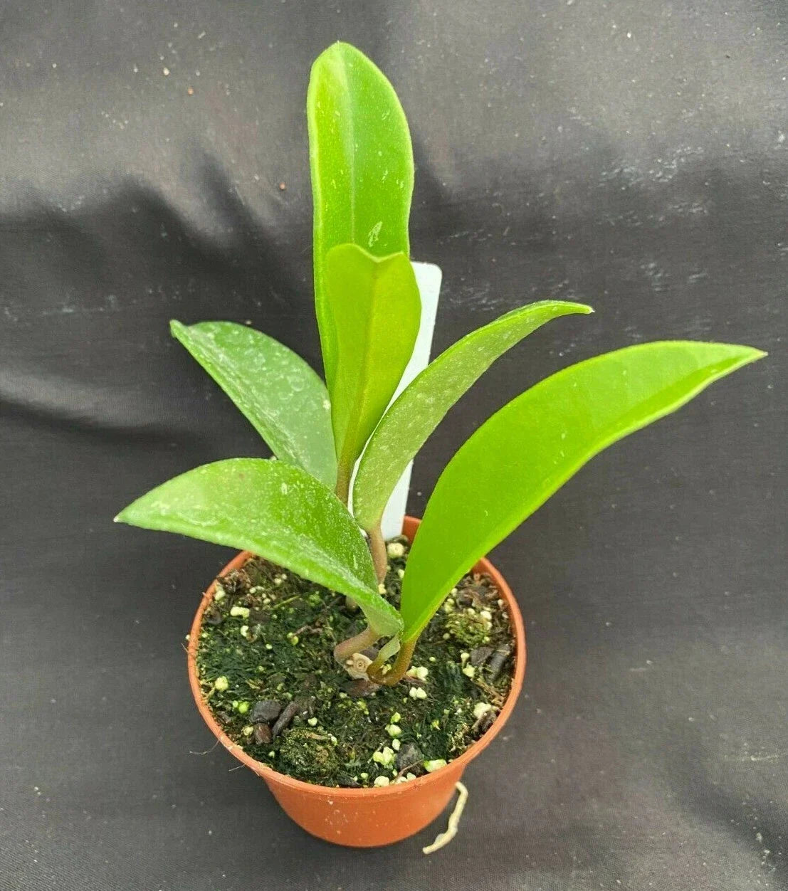 Hoya AH 074 Green Plant 2.5" Pot Rare Hoya Rooted Houseplant Hoya sp. Indoor Outdoor Tropical Greenery