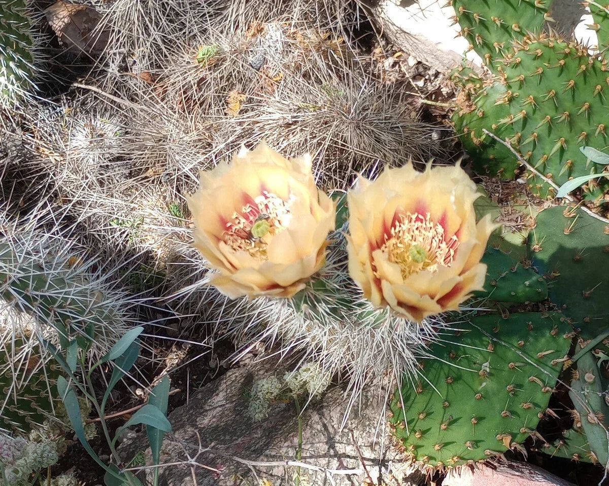 Cold Hardy Cactus 1 Pad - Yellow Orange Flower - Opuntia erinacea - Drought Resistant Succulent Plant for Garden