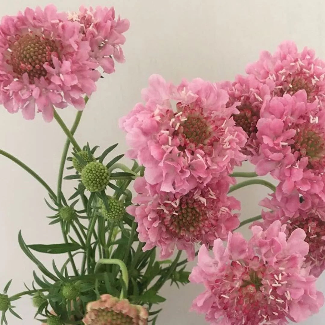 Pink Scabiosa Pincushion Flower Seeds - 50 Fresh Seeds - Scabiosa japonica - Attracts Pollinators, Easy to Grow