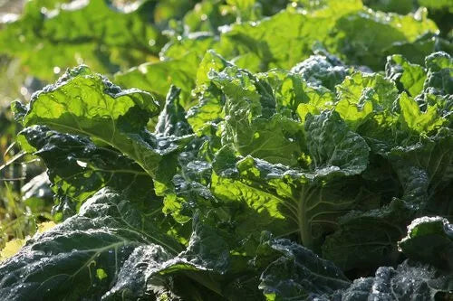 Mustard Green Seeds 500+ Heirloom Non-GMO Florida Broad Leaf Brassica juncea - Fast-Growing Leafy Greens for Garden