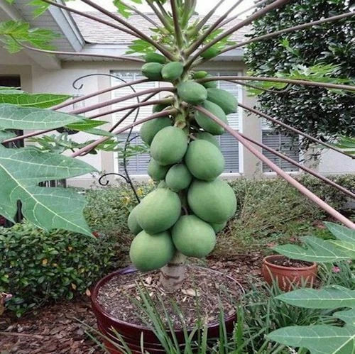 25 Solo Sunset Papaya Seeds | Fast Growing Tropical Fruit | Carica papaya | Sweet & Juicy Fresh Fruits