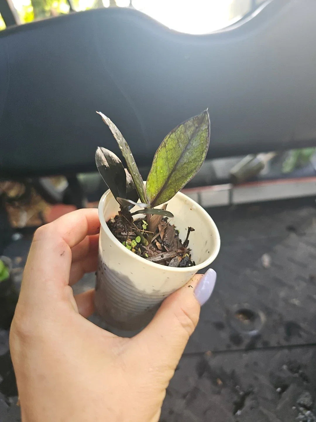 Black Raven ZZ Plant 2.5 Inch Pot Zamiifolia Indoor Houseplant Fully Rooted Low Light Drought-Tolerant Pet Safe